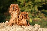 CAVALIER KING CHARLES 745